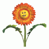 Free Marigold Seeds