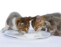 UK Free Stuff Offer - 20% Off Tesco Pet Cover