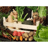 UK Free Stuff Offer - Free Veg Planner