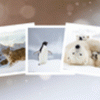 Free Holiday Cards